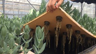 Le lisianthus en aéroponie, un système de culture novateur. © Sarah Costes